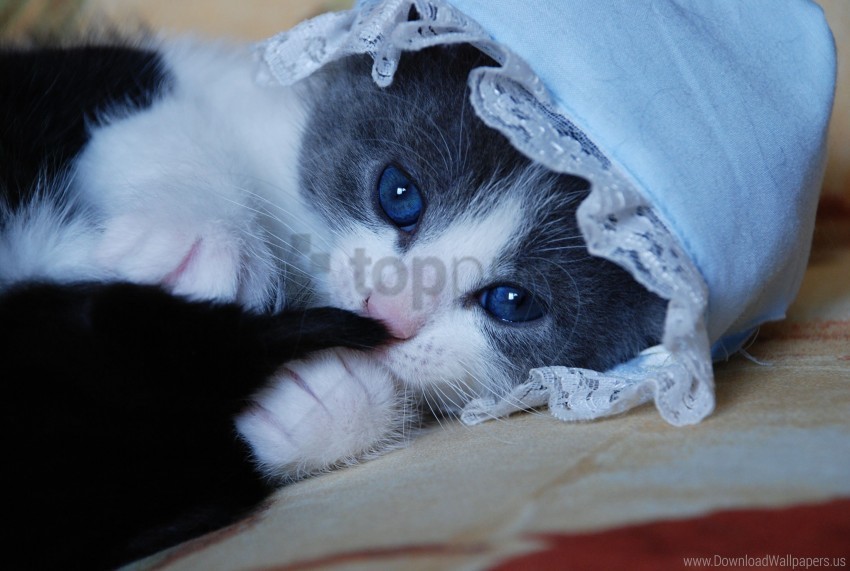 cat funny hat kitten playful wallpaper Free download PNG with alpha channel extensive images