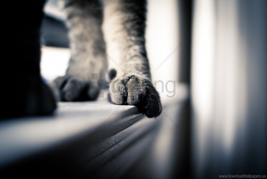 cat paws close-up wallpaper PNG images with no limitations