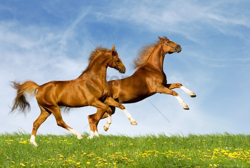 couple horses jump nature summer wallpaper Free PNG images with alpha channel variety