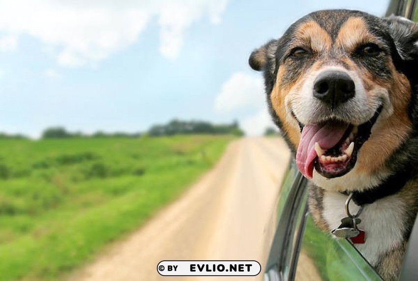 dog in car PNG images with transparent layer