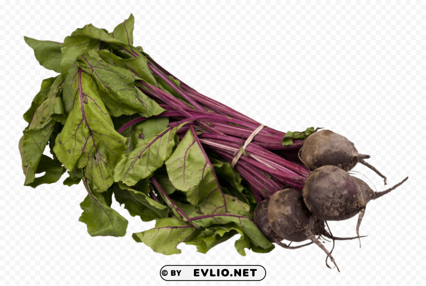 fresh beetroot PNG Graphic Isolated on Clear Background Detail