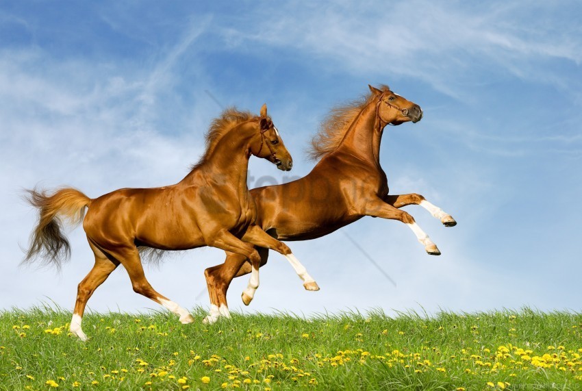 green horses nature summer wallpaper PNG Image with Transparent Isolation