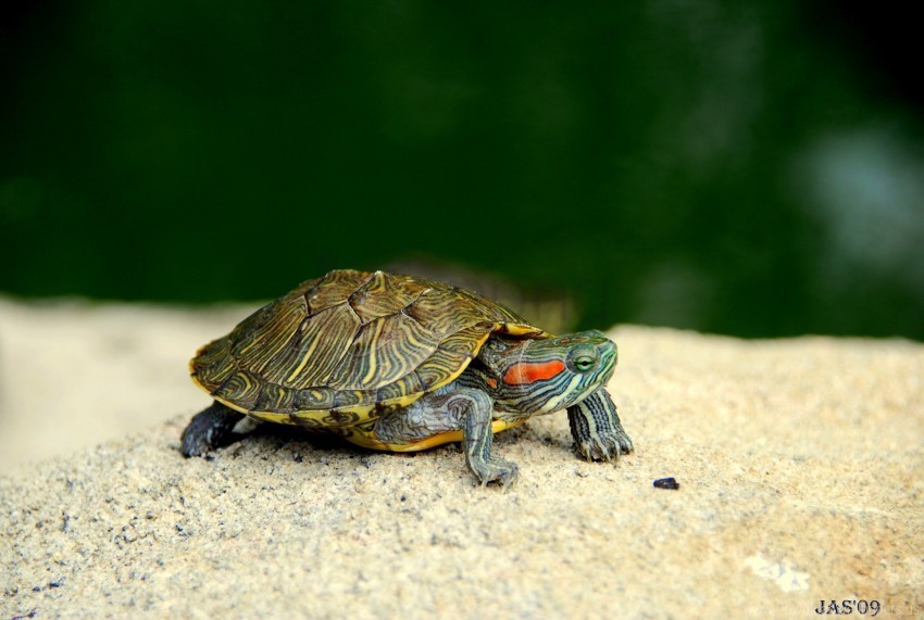 head legs shell turtle wallpaper PNG with clear background set