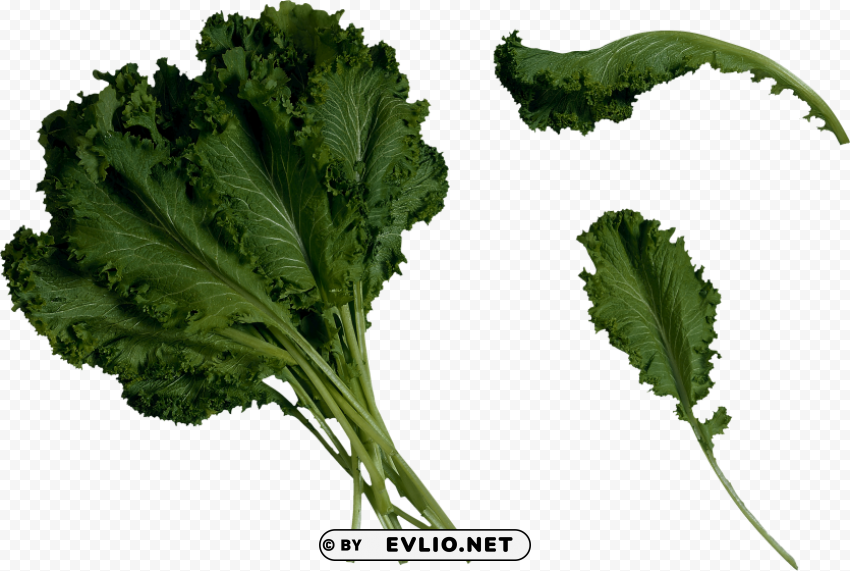 salad PNG with no registration needed