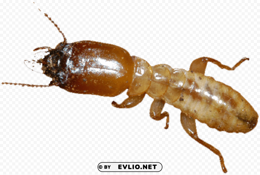 termite Free PNG images with alpha channel compilation png images background - Image ID 391baed7