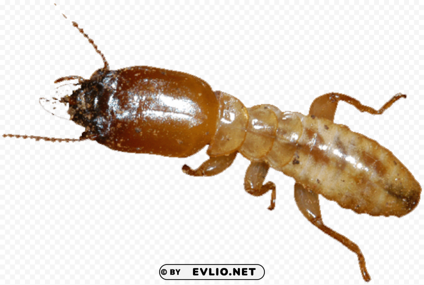 Termite Free PNG Images With Alpha Channel Compilation