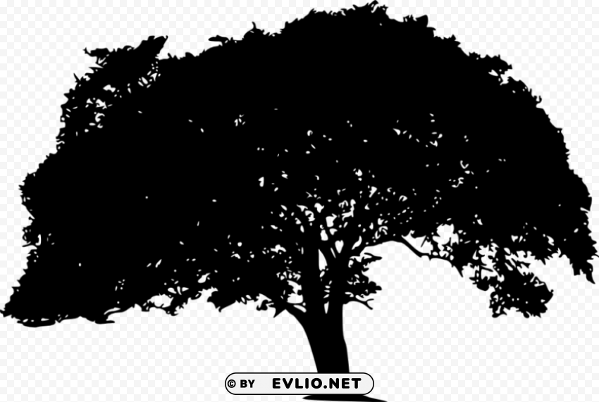 tree silhouette HighQuality PNG Isolated on Transparent Background