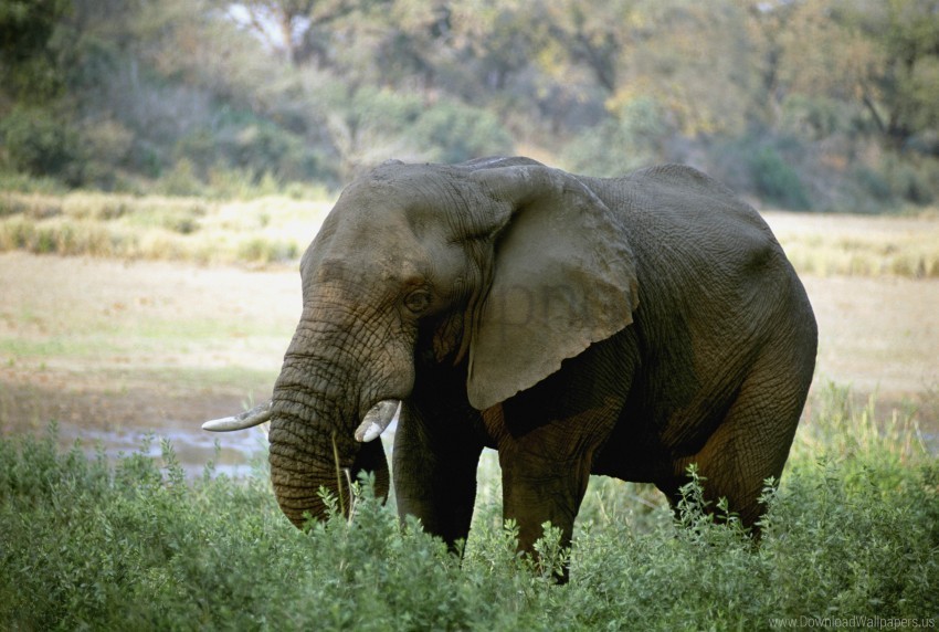 africa elephant tusks wallpaper PNG transparent icons for web design