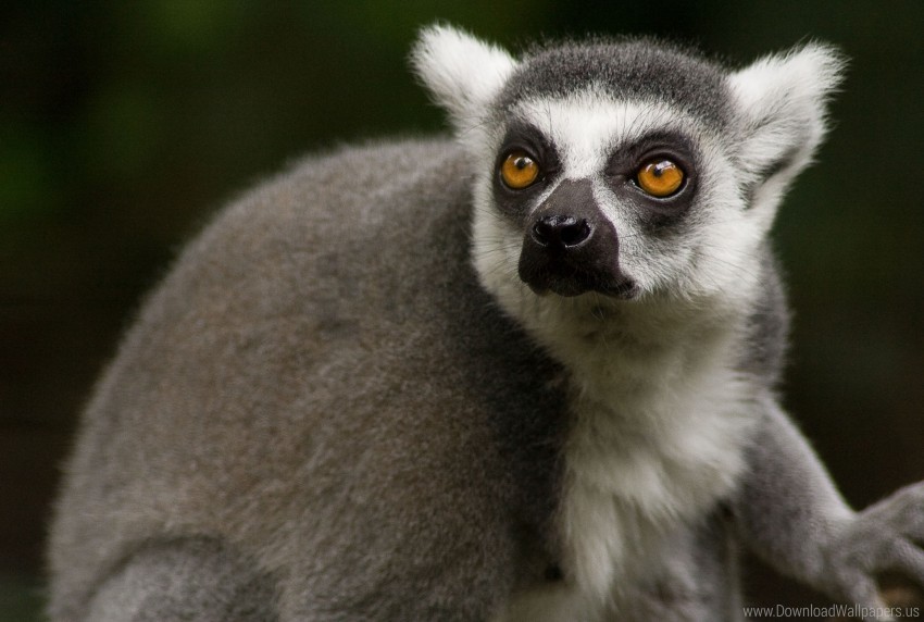 animal eyes face lemur wallpaper Transparent PNG art