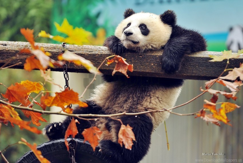 bear branch panda tree wallpaper PNG images with transparent layering