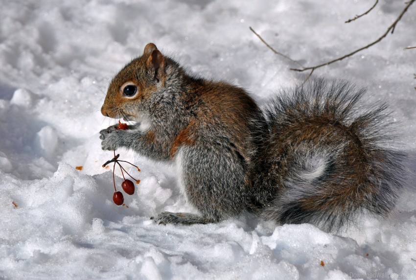 berries food sit snow squirrel wallpaper Isolated Subject on HighResolution Transparent PNG