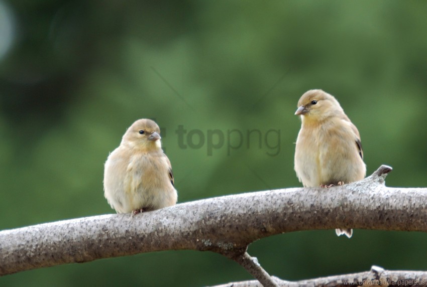 bird branch couple wallpaper Isolated Item in HighQuality Transparent PNG