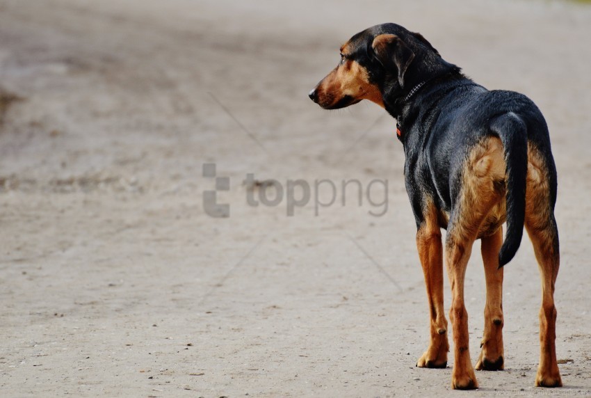 dog spotted walk wallpaper PNG with clear transparency
