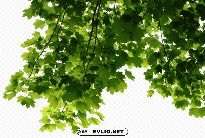 PNG image of leaves Transparent Background PNG Isolated Icon with a clear background - Image ID a7085e67