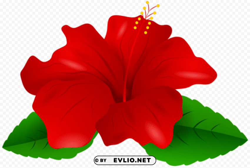 red hibiscus PNG images with clear backgrounds