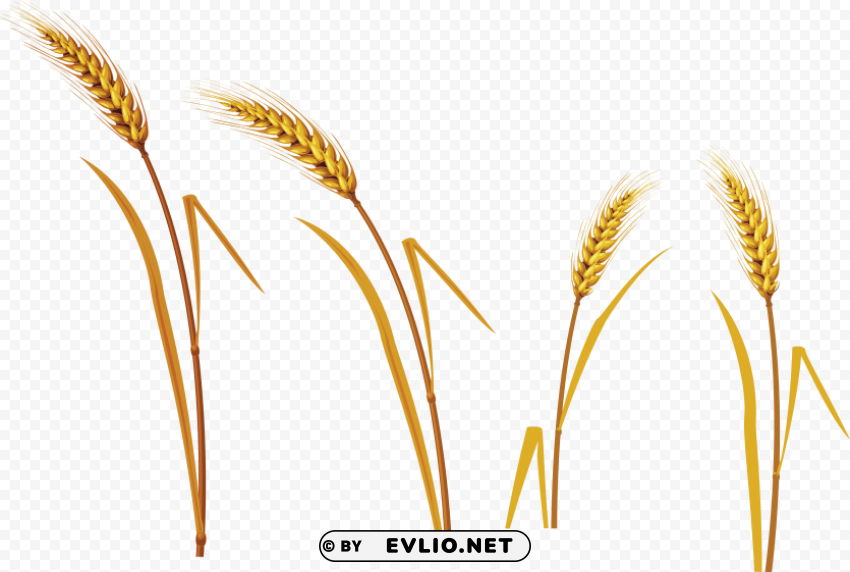 Wheat Isolated Design Element On PNG