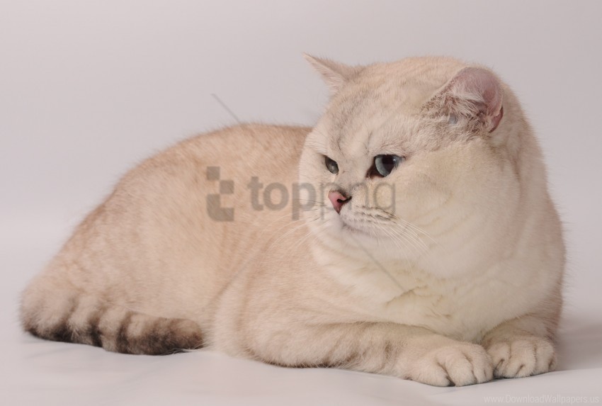 cat fat look wallpaper PNG images with transparent canvas variety