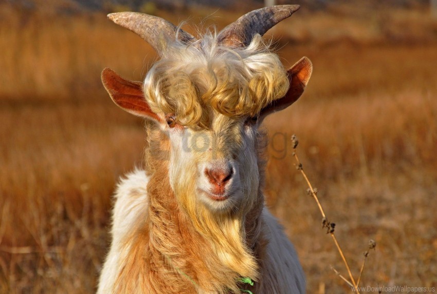 fur goat hair horns wallpaper Transparent PNG Isolated Illustrative Element
