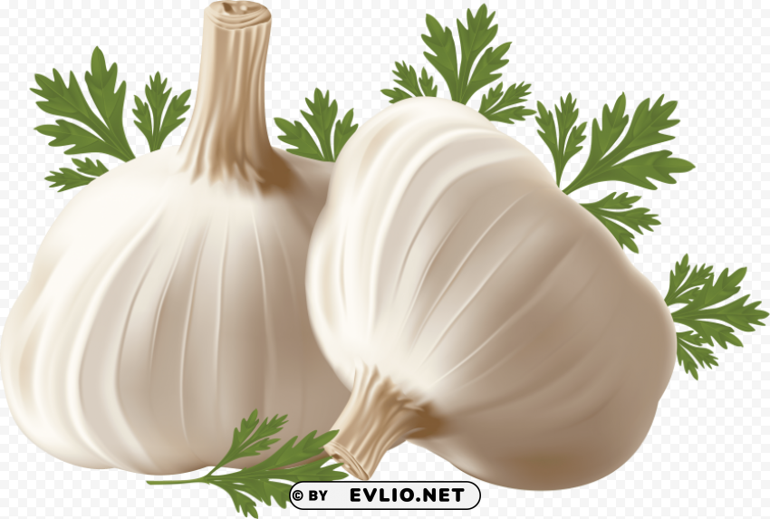 garlic PNG files with transparent backdrop complete bundle clipart png photo - 762c41f5