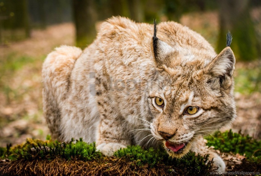 lynx muzzle predator wild cat wallpaper Clean Background Isolated PNG Image