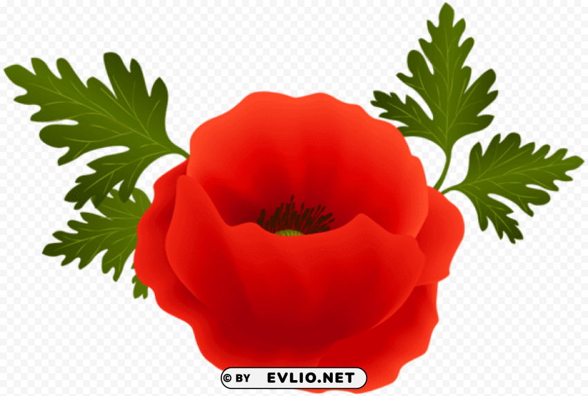 poppy HighResolution PNG Isolated on Transparent Background