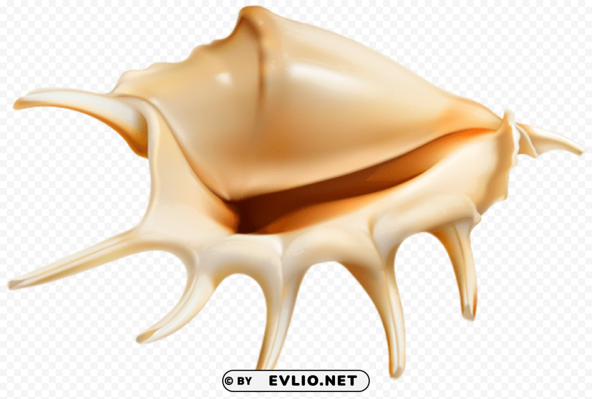 sea conch Transparent PNG images collection