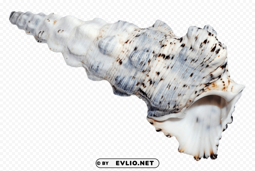 PNG image of SeaShell Transparent PNG Isolated Element with a clear background - Image ID ab3288d8