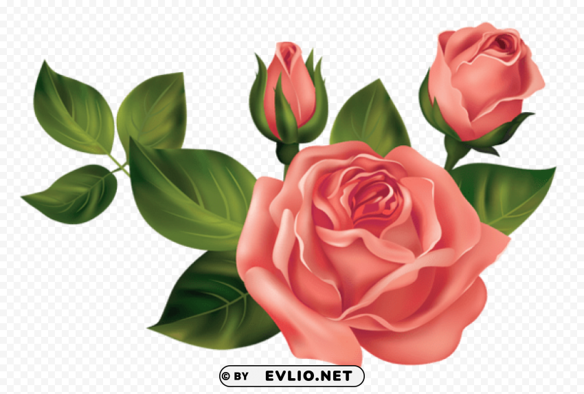  rosespicture Free PNG images with transparent background