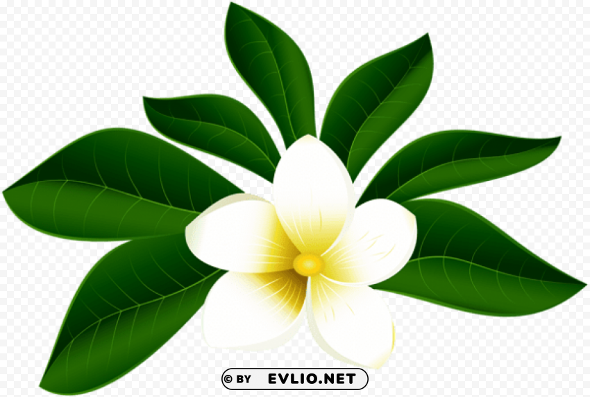 tropical exotic flower Background-less PNGs