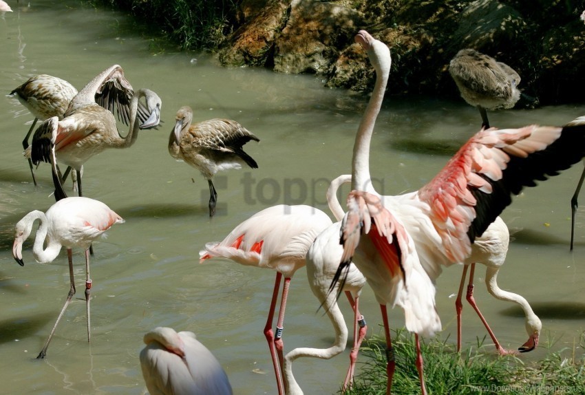 birds flamingos flap flock river wings wallpaper PNG high quality