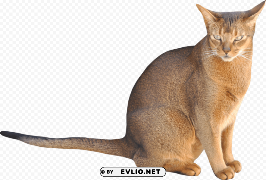 cats with PNG transparent backgrounds