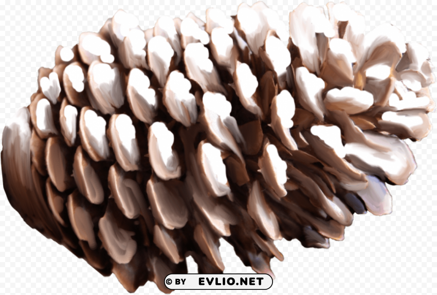 pine cone Clear PNG file