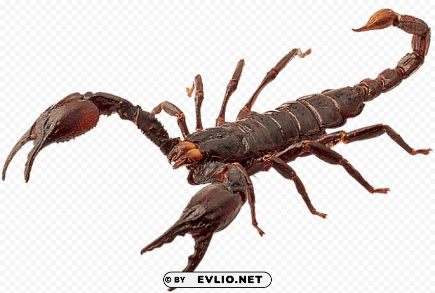 red scorpion PNG Image with Clear Background Isolated