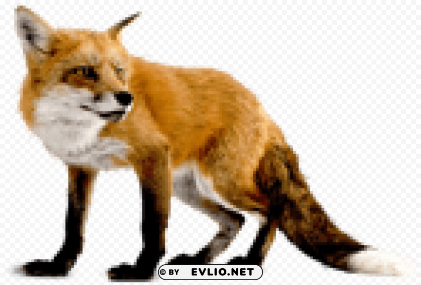fox Isolated Artwork in Transparent PNG Format