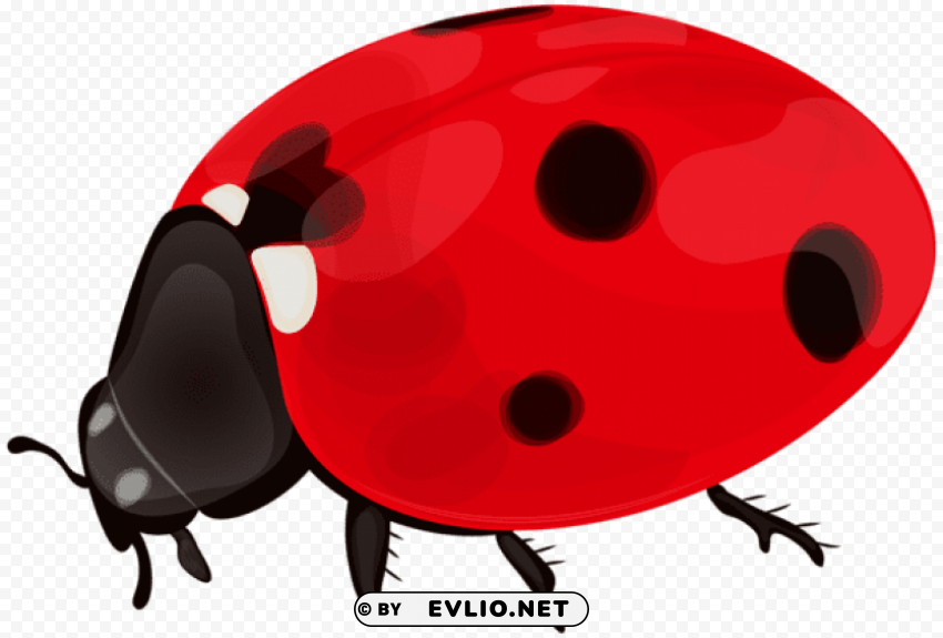 PNG image of ladybug Transparent PNG vectors with a clear background - Image ID 3aeb5178