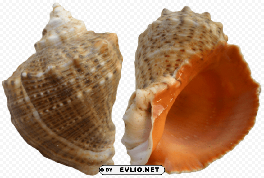 rapana shell Transparent background PNG artworks