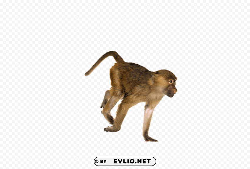 baboon free Transparent Background PNG Isolated Art