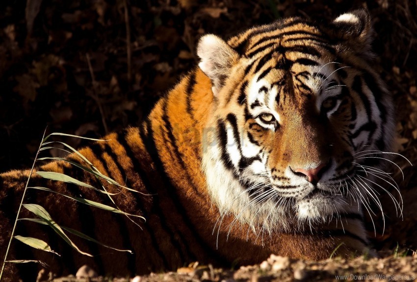 big cat down grass predator tiger wallpaper PNG with no bg