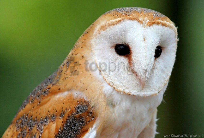 bird face owl predator wallpaper PNG pictures with alpha transparency