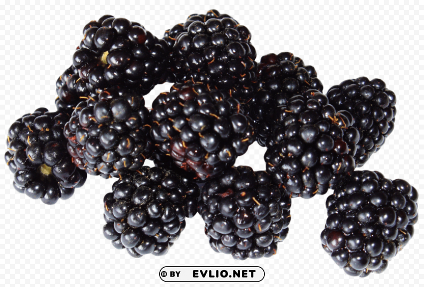 blackberry Transparent PNG Isolated Graphic Detail