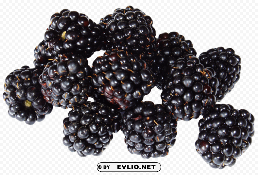 Blackberry Fruit Isolated Illustration in HighQuality Transparent PNG