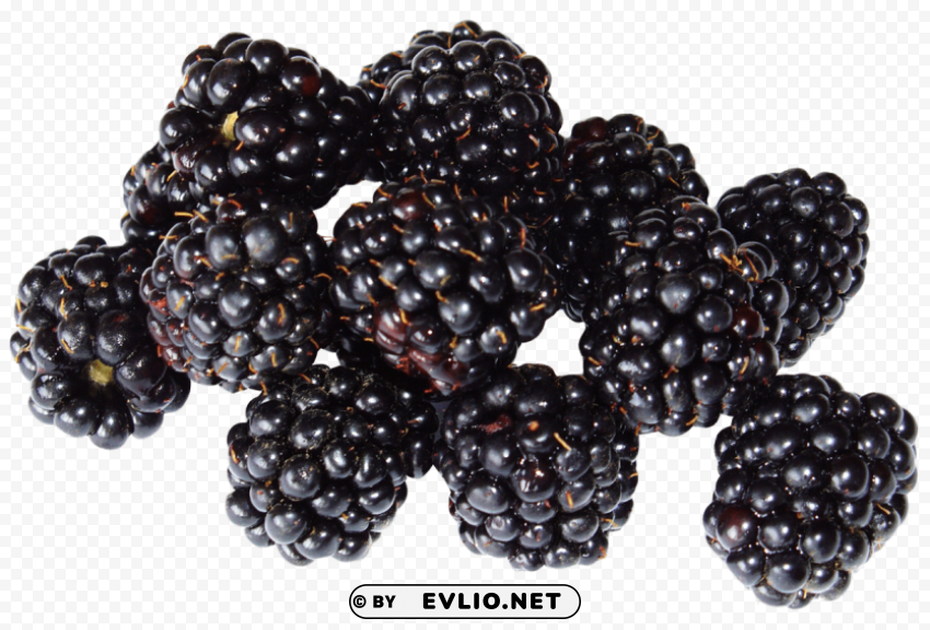 blackberry fruit PNG with clear background extensive compilation