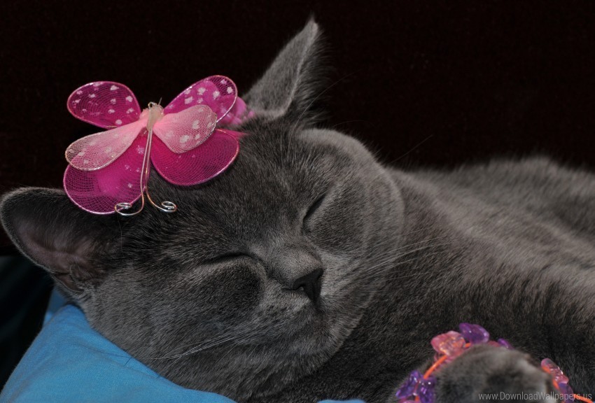 Briton Cat Decoration Sleep Wallpaper Clean Background Isolated PNG Design