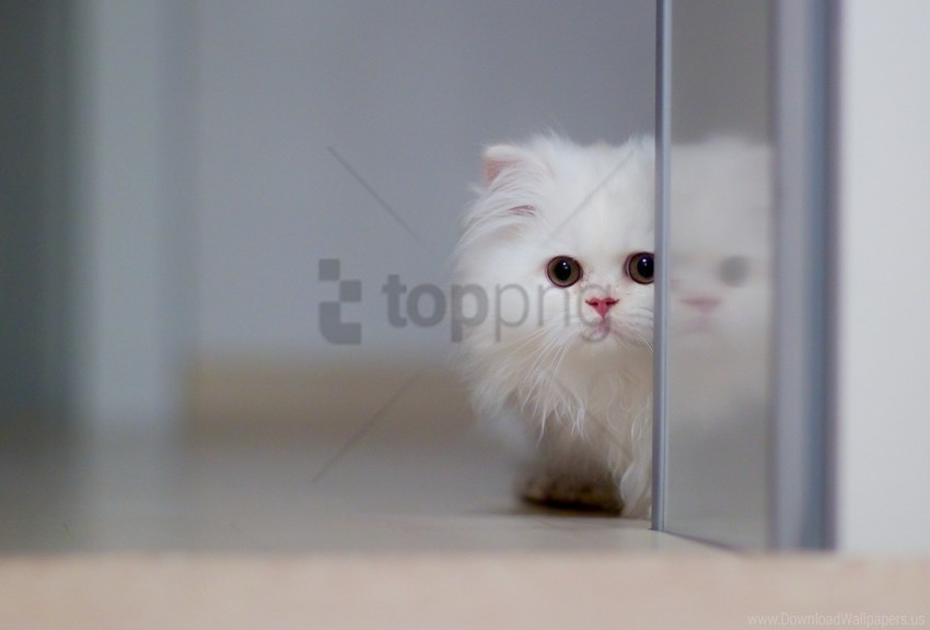 cat fluffy kitten wallpaper Free PNG images with alpha channel set