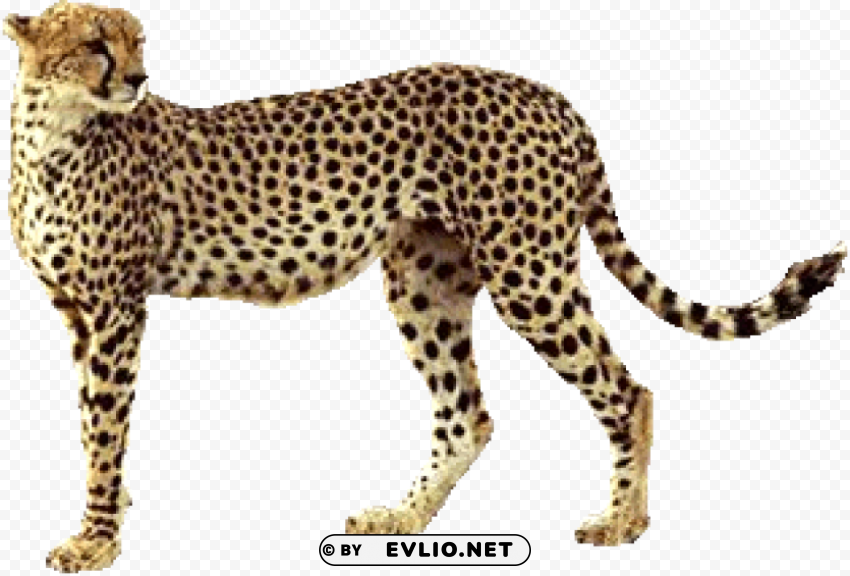 cheetah PNG for blog use