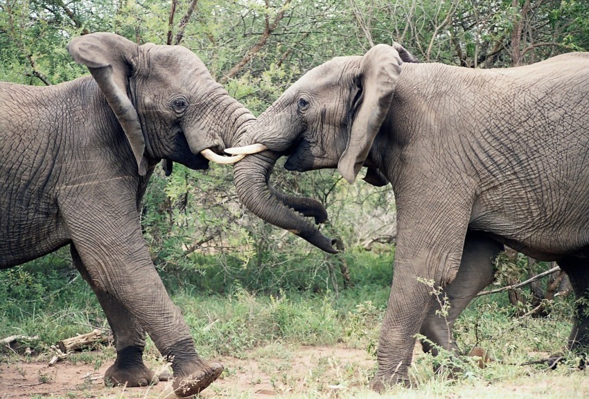 couple elephants fighting trunk wallpaper PNG no background free