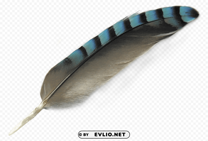 feather Transparent PNG Isolated Subject