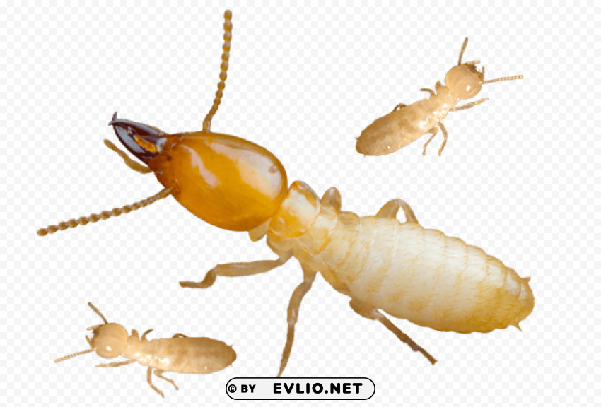 termite background image Free PNG