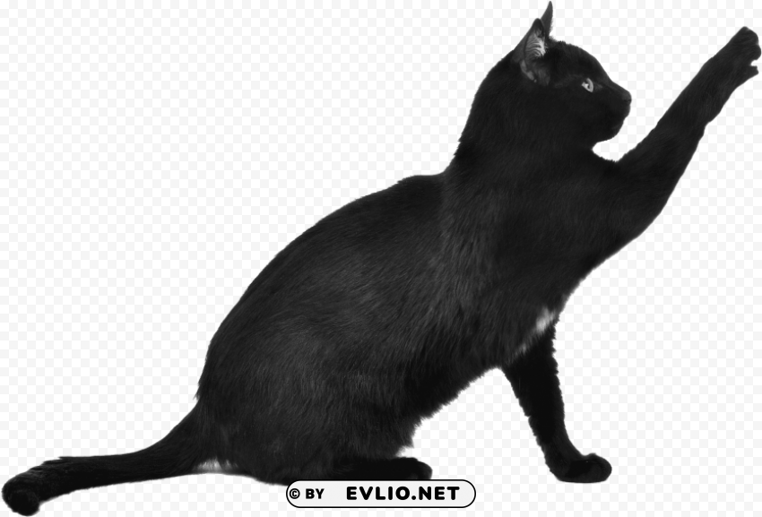 Black Cat PNG Isolated Subject With Transparency