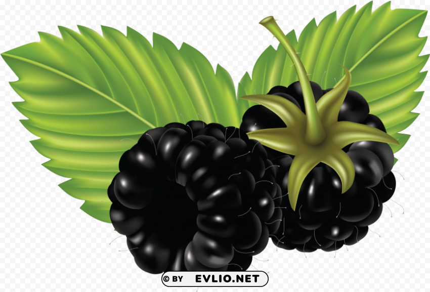 blackberry PNG transparent icons for web design clipart png photo - a6855134